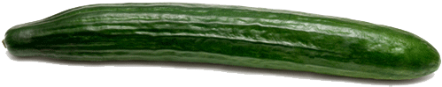 Golden Sun  english cucumbers Full-Size Picture